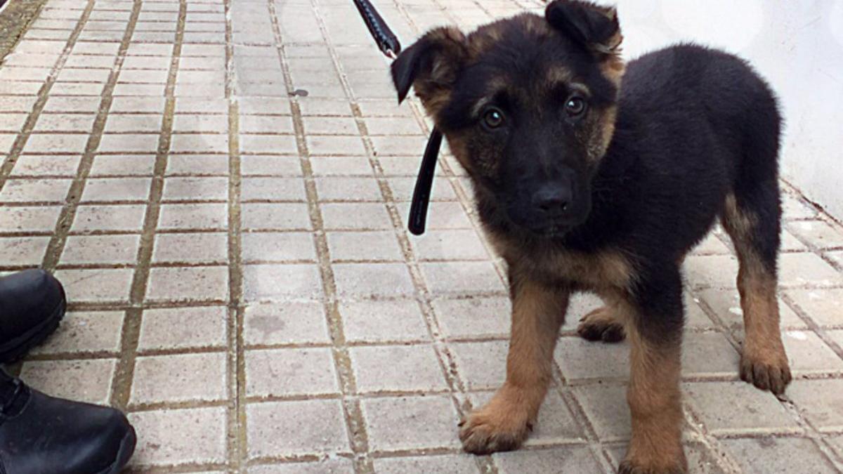 Perro policía Granada