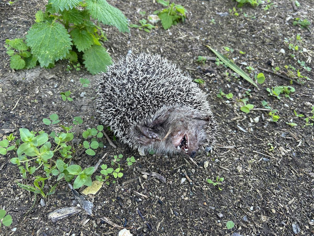 Detalle de los erizos hallados muertos.