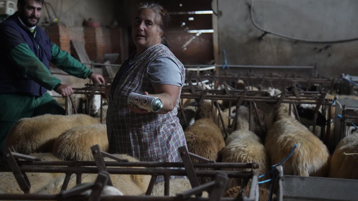 Visi Codesal, ganadera de ovejas de Almendra del Pan.