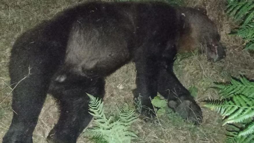 Otro atropello a un oso pone de manifiesto la necesidad de medidas: esto dicen los expertos