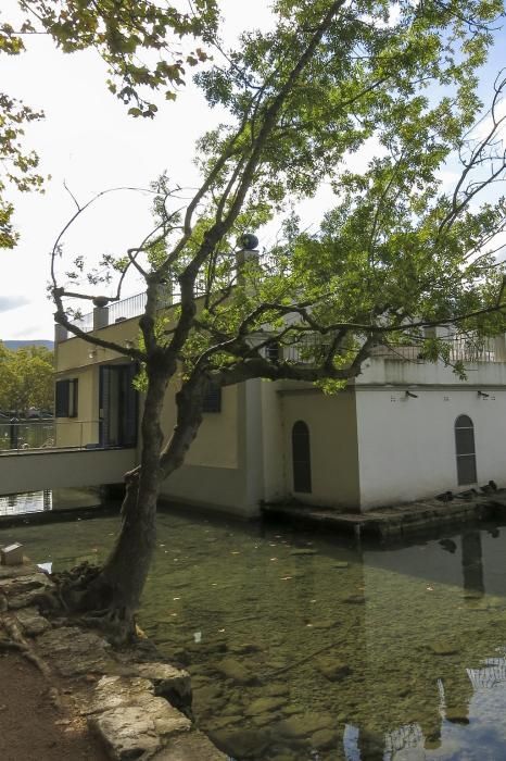 Limnos prepara un inventari dels arbres de l'estany de Banyoles