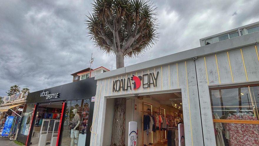 El curioso caso del drago dentro de una tienda del Puerto de la Cruz (Tenerife)