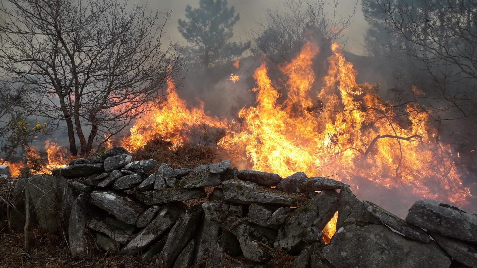 El fuego quemó 20 hectáreas de monte