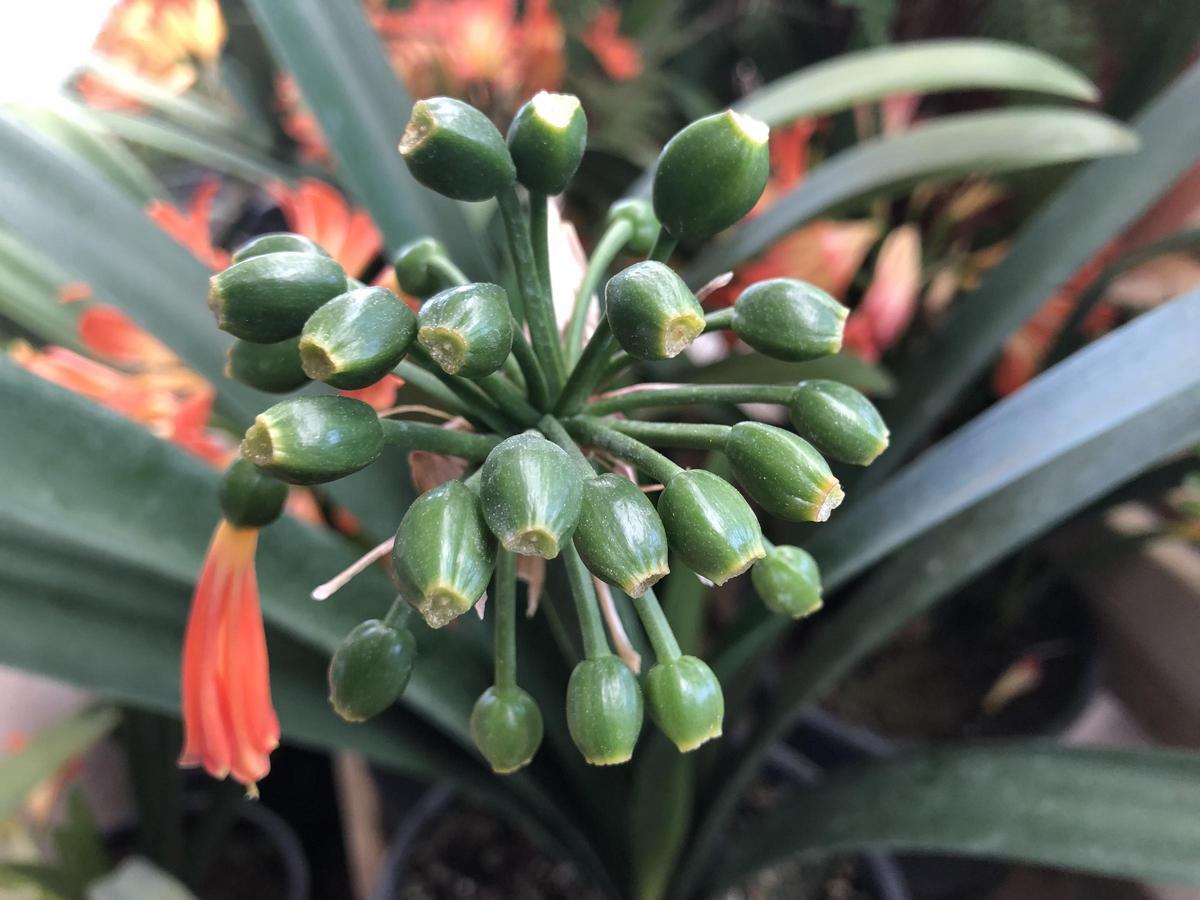 Die noch grünen Samen der verwandten Sorte &quot;Clivia nobilis&quot;, auch Waldlilie genannt.