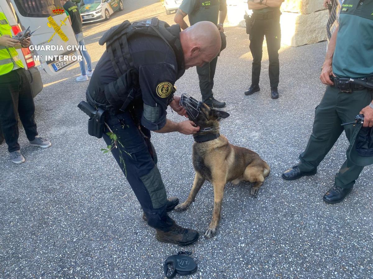 Uno de los perros que participó en las primeras horas de búsqueda del fugado con su bebé en los montes de Ponte Caldelas.