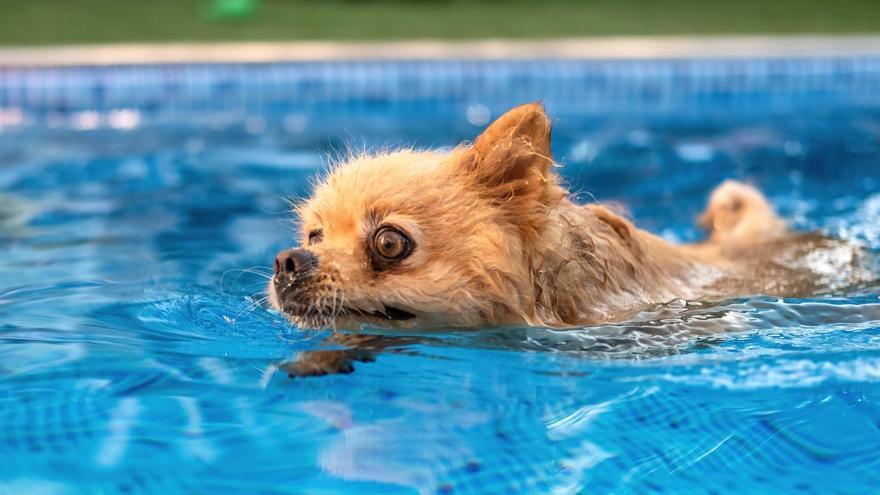 Las cinco razas de perro que más huelen