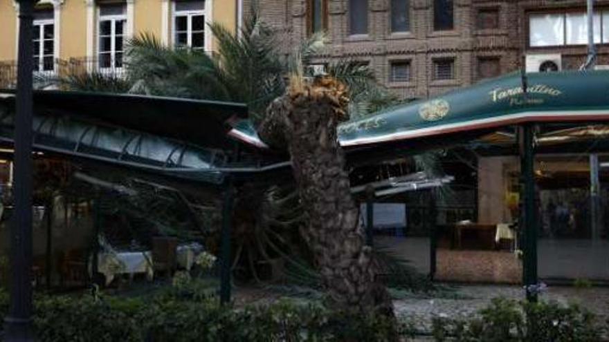 Estado de la palmera tras desplomarse encima de la terraza de la Pizzeria Tarantino.