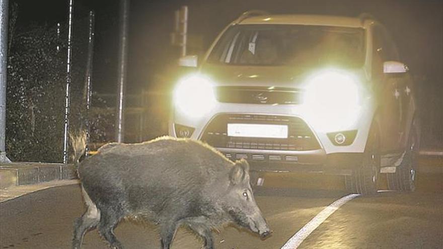 La fauna silvestre causa daños de 8 millones en el campo de Castellón