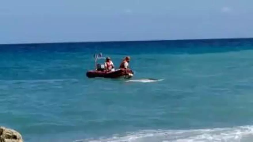 Desalojan la playa del Moraig en Benitatxell al sacar el mar un gran cetáceo descompuesto