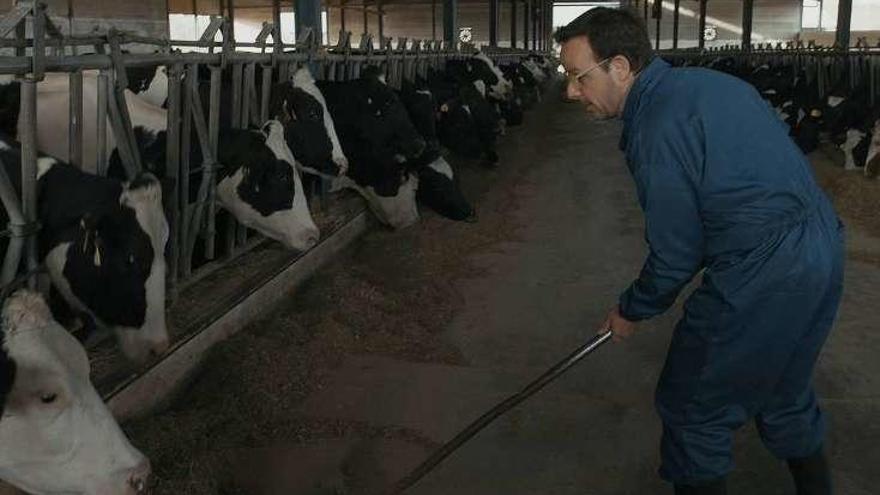 Ángel Llàcer trabaja en una vaquería en &quot;Trabajo temporal&quot;. // TVE