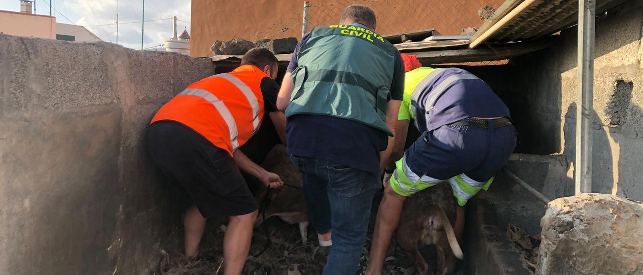 La Guardia Civil rescata animales ante la inminente llegada de la colada a las fincas de La Palma