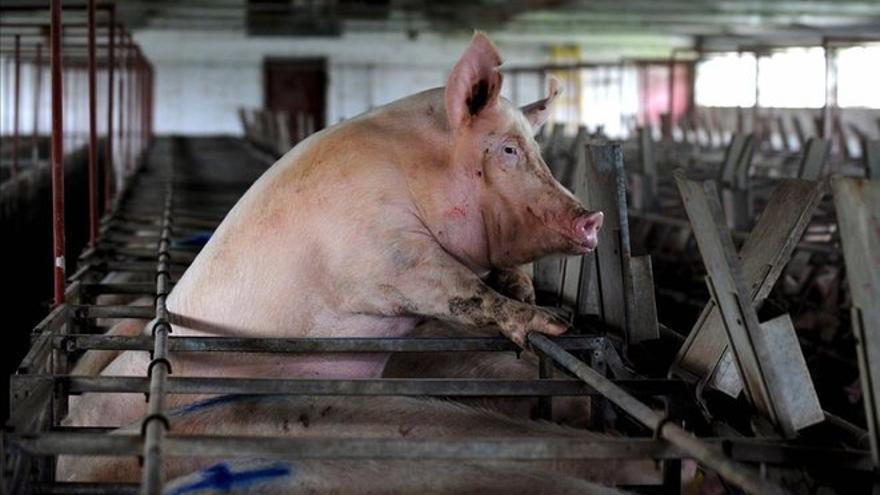 Científicos logran &#039;resucitar&#039; cerebros de cerdos muertos cuatro horas antes