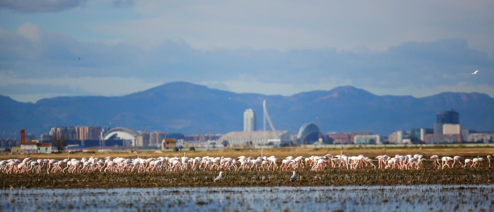 Los flamencos invaden l'Albufera