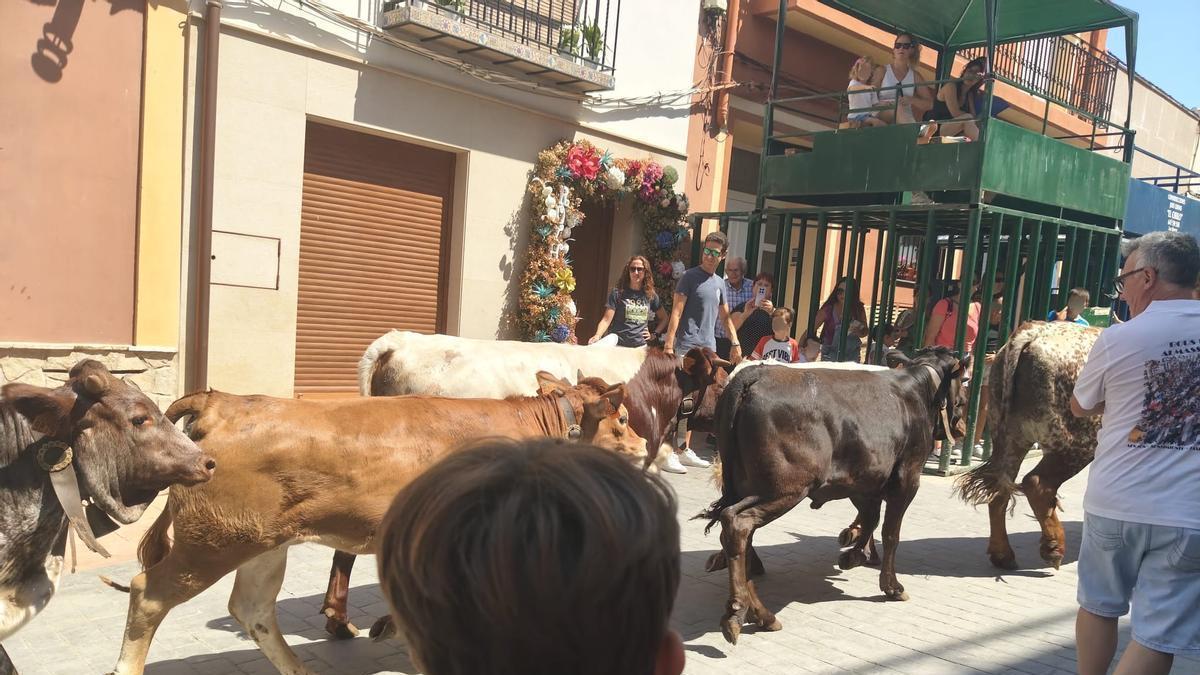 Les Useres mantiene el pulso festivo con actos infantiles, toros y música.