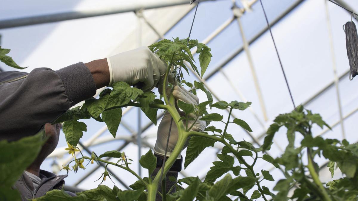 Nueva línea de financiación de Cajamar para agricultores.