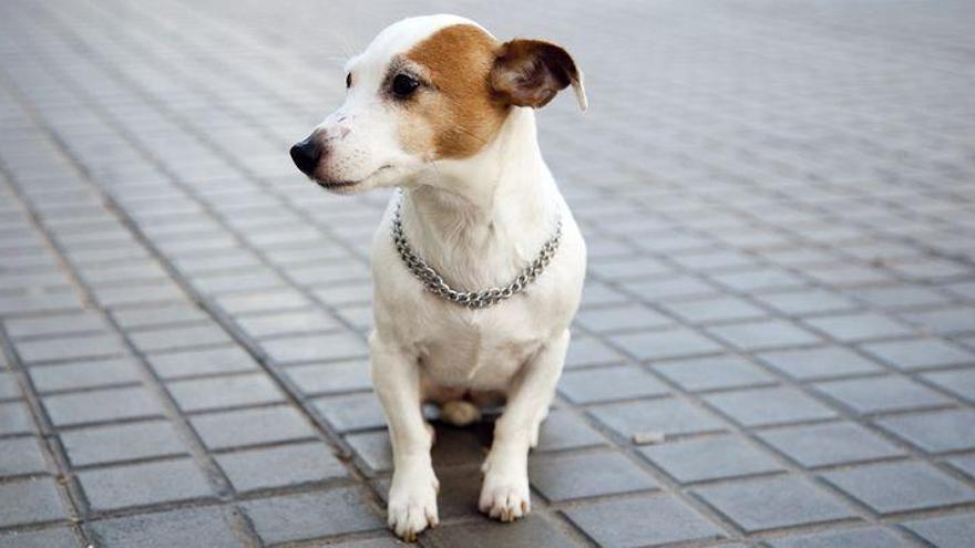 Policía secreta contra las cacas de perro en Almassora