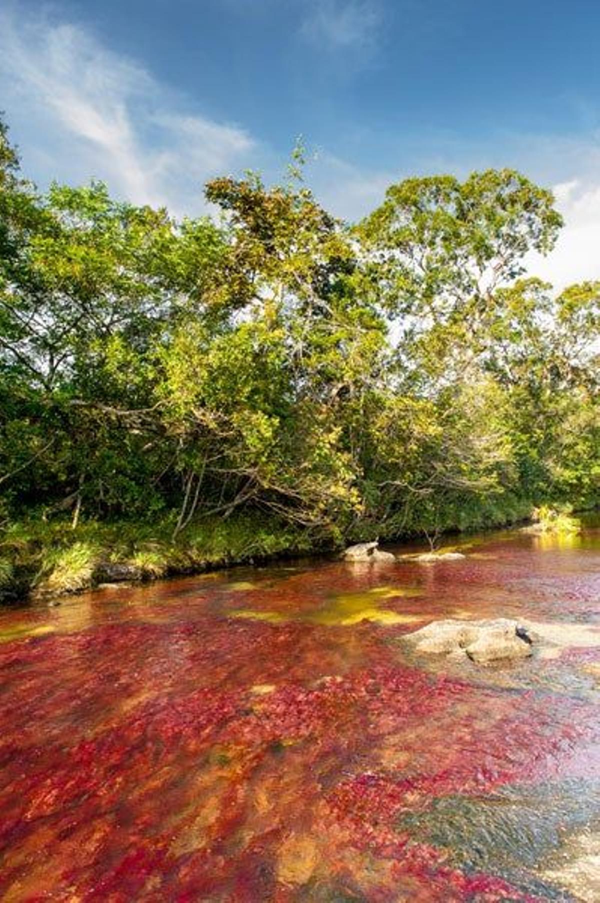 Caño Cristales, en Colombia, es un río de cinco colores: rojo, amarillo, verde, azul y negro.