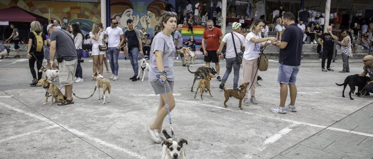 El paseo con las mascotas reunió a numerosas personas y animales de compañía en Moaña.   | // J.TENIENTE
