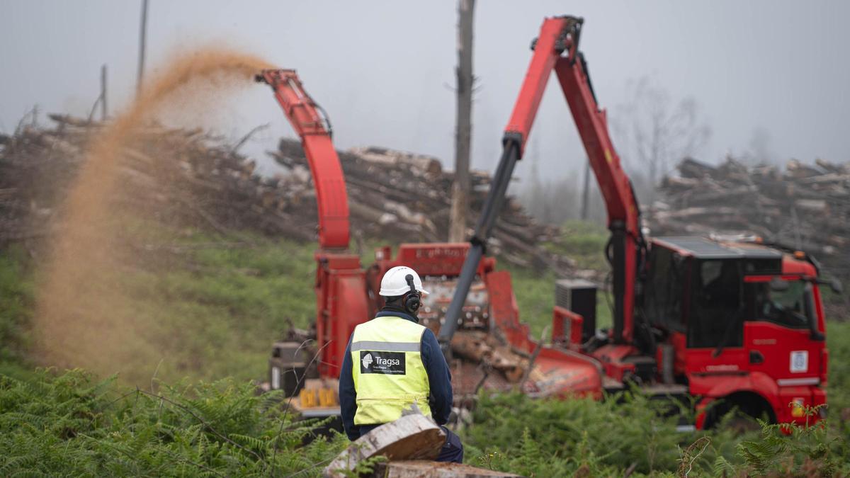 Reutilización de la madera quemada en el incendio de 2023 en Tenerife