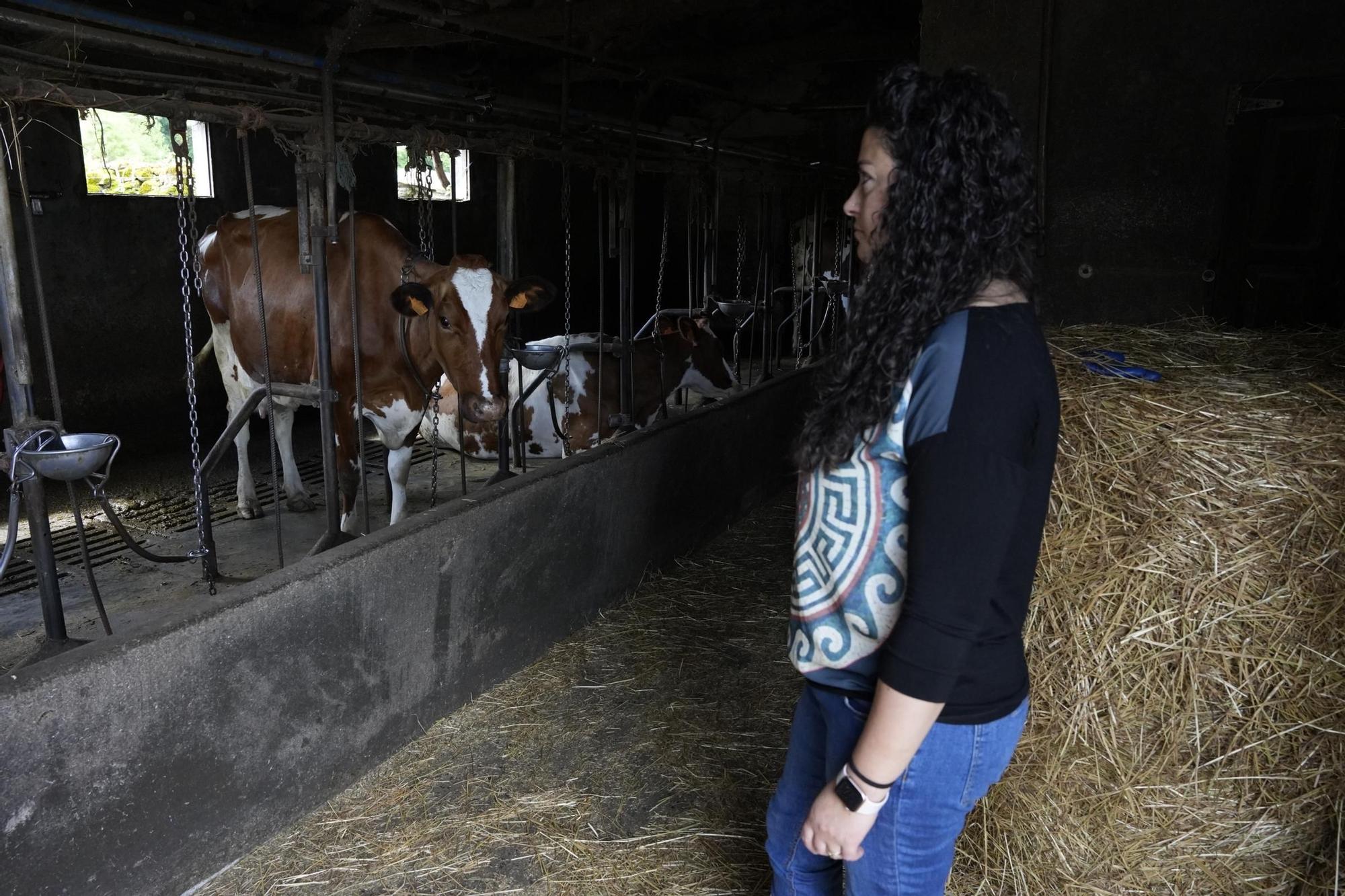 Una explotación de Rodeiro pierde 22 vacas fulminadas por un rayo
