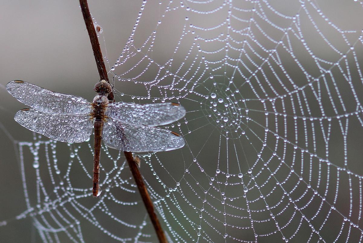 Una libélula sobre una teña de araña.