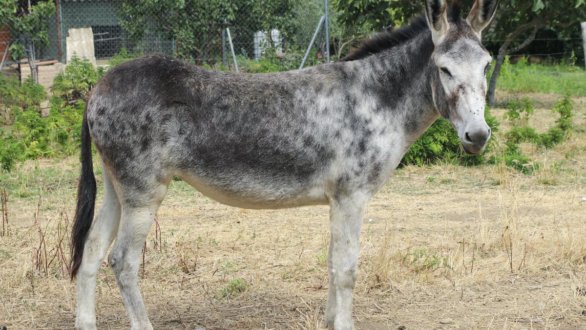 Burro en la Ribera del Marco.