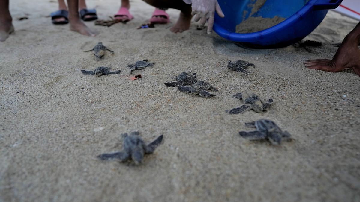 Sollen bald auch auf Mallorca vom Strand ins Meer robben: Meeresschildkröten auf dem Weg ins Wasser an der Küste von Venezuela.