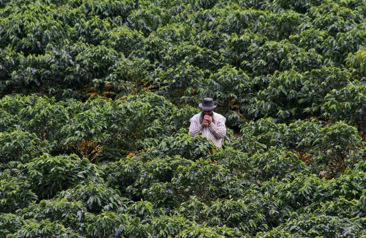Un agricultor colombiano toma un descanso en el cafetal.
