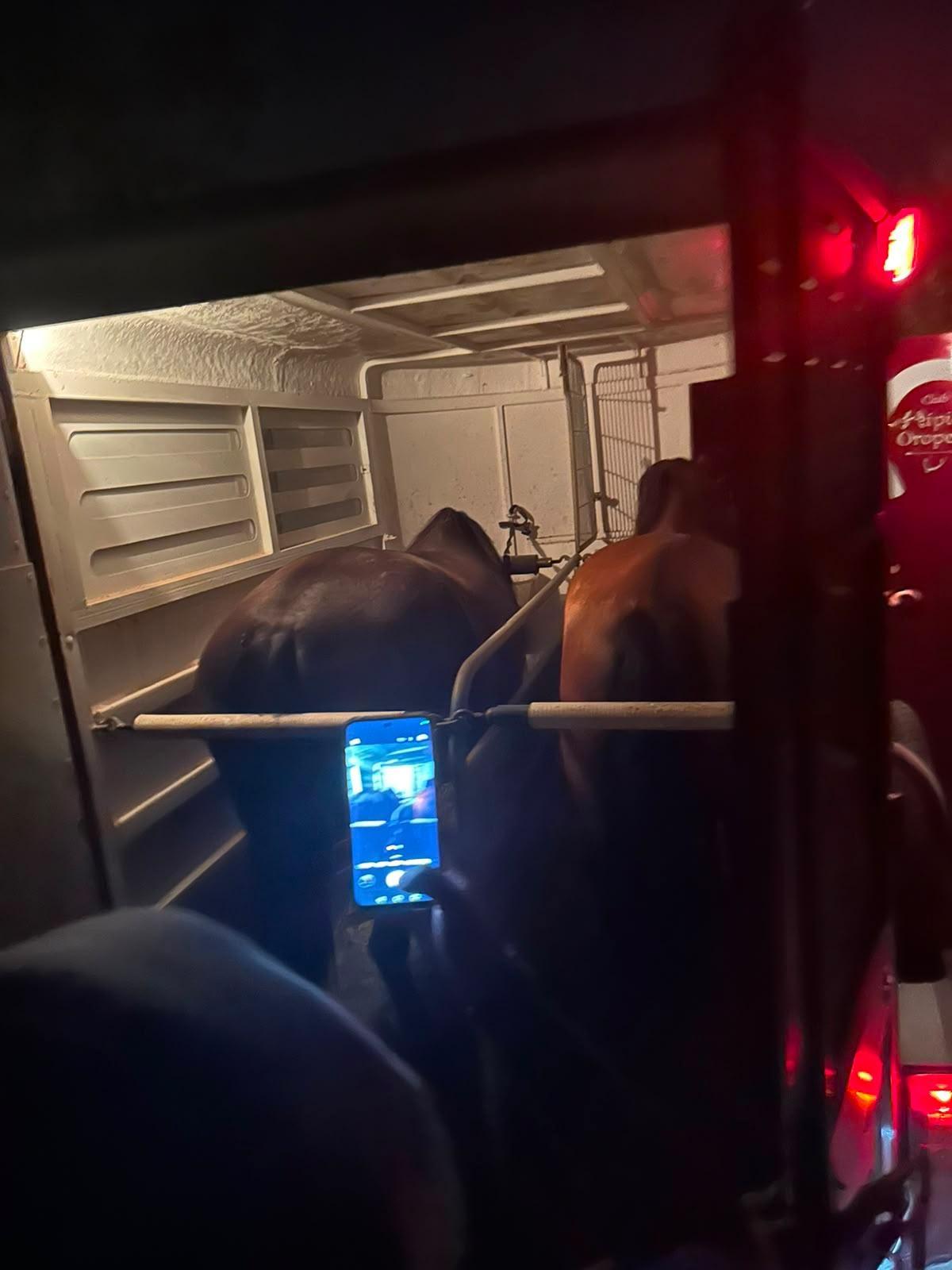 Imagen de la reubiación de caballos por prevención del incendio.