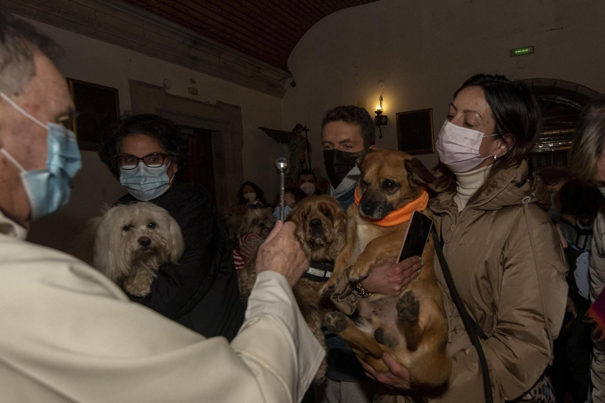Bendición de mascotas en A Coruña por la festividad de San Antonio Abad