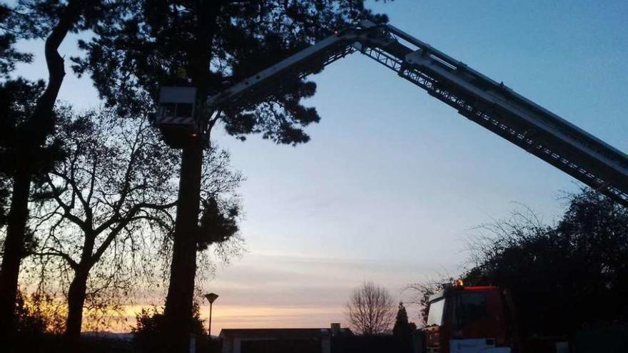 Retirada de un nido de avispa asiática, el martes, con el camión de los Bomberos de A Coruña.