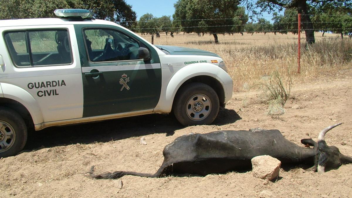 Una de las vacas, junto a un coche patrulla de la Guardia Civil.