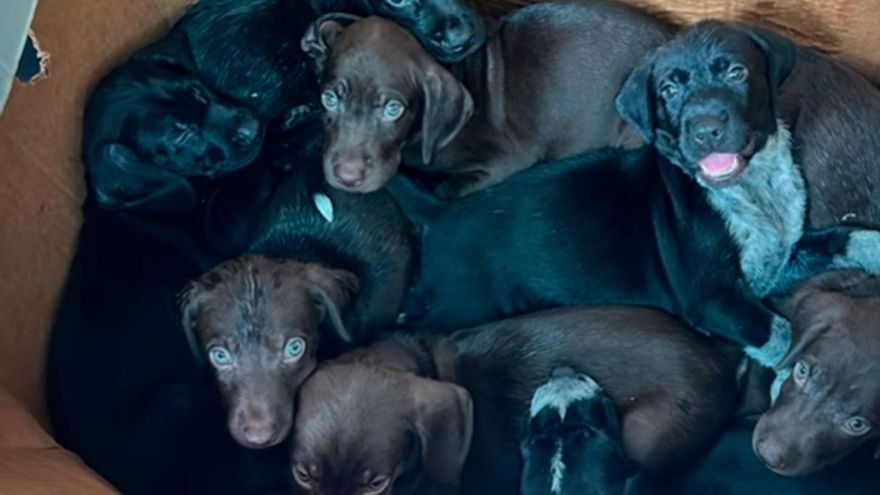 Ocho cachorros abandonados en una caja: el grito de auxilio contra el abandono animal en Canarias