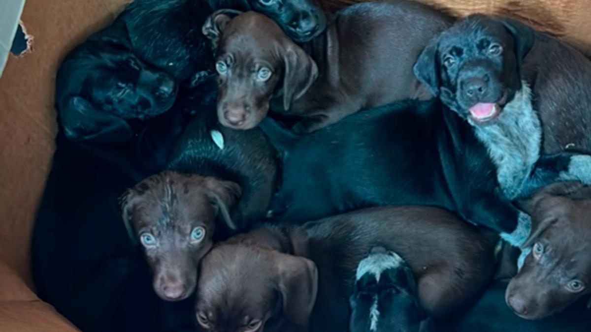 Abandonan ocho cachorros en Canarias en una caja