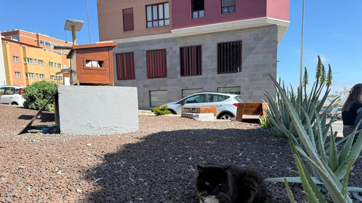 Telde esteriliza a más de mil gatos ante el aumento de estos animales en 160 colonias repartidas por el municipio