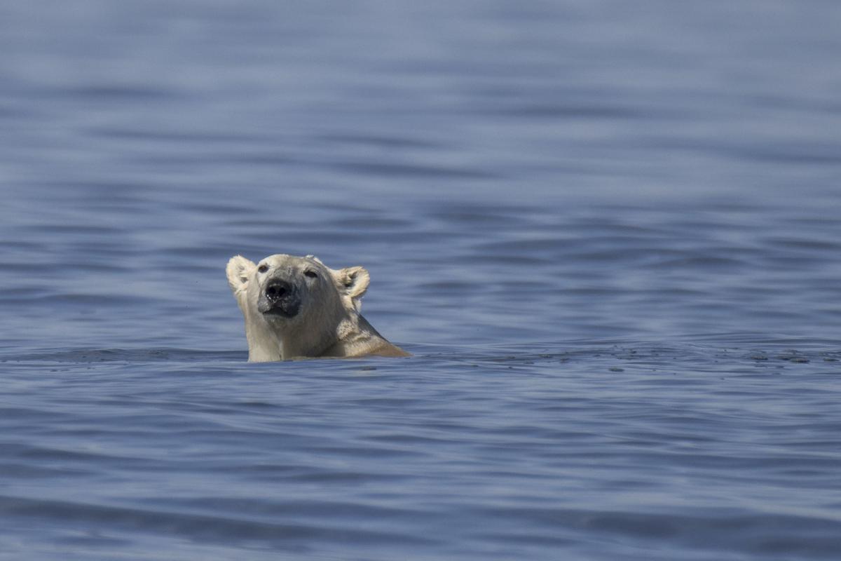 Así viven los osos polares en Hudson Bay, cerca de Churchill (Canadá).