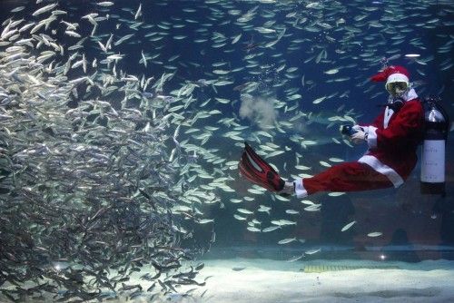 A diver dressed in a Santa Claus costume swims with sardines during a promotional event for the Christmas "Sardines Feeding Show with Santa Claus" at the Coex Aquarium in Seoul