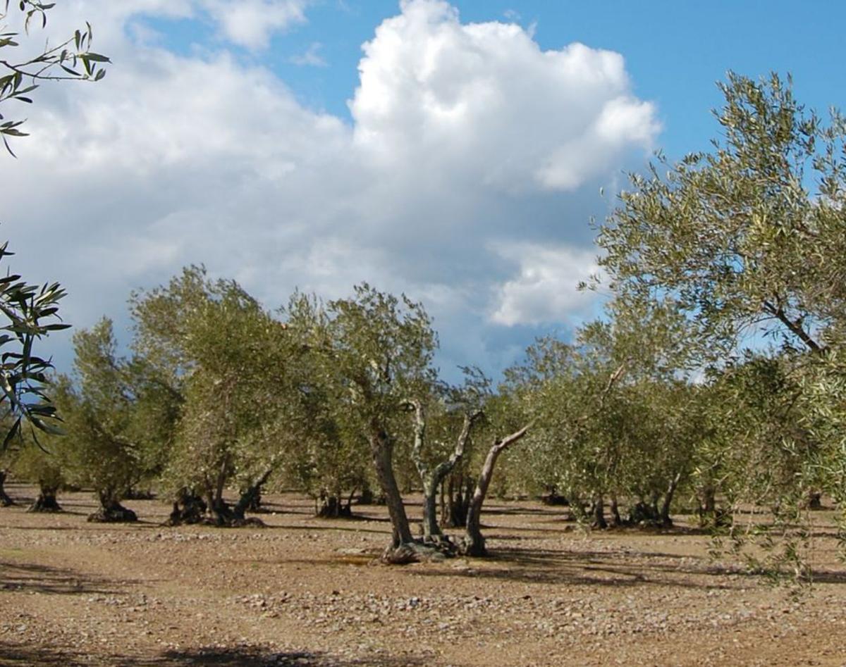 L'OLIVERA,  UN ARBRE MÍTIC