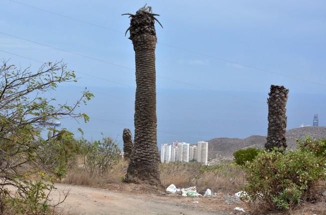 PALMERAL ENFERMO EN EL LAZO Y EL FONDILLO