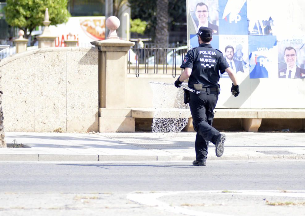 Sorpresa por una nutria suelta por Murcia