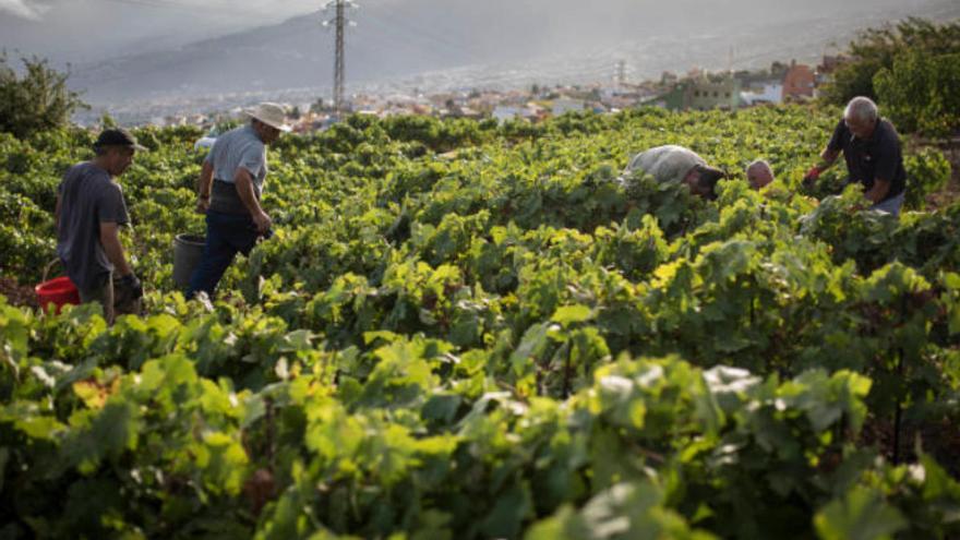 Europe's Highest Vineyard Thrives in Tenerife's Vilaflor