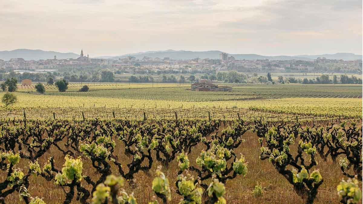 Viñedos de la variedad de uva acenstral moneu, en los terrenos de Familia Torres en Pacs del Penedès.