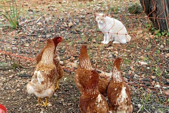 Schafherde, Baumplantage und Paradies für Insekten: zu Besuch bei Jaume Seguí und seinen 18 Hektar Bioland bei Capdellà