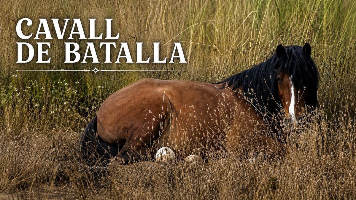 Cavall de batalla