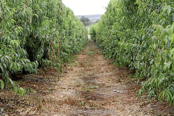 Auf seiner Plantage mit 2.500 Bäumen bei Manacor erntet Maties Adrover von Mai bis September Pfirsiche. Er bemüht sich, Inselobst mit optimalem Reifegrad in den Handel zu bringen.