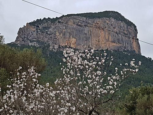 So schön blüht die Mandelblüte