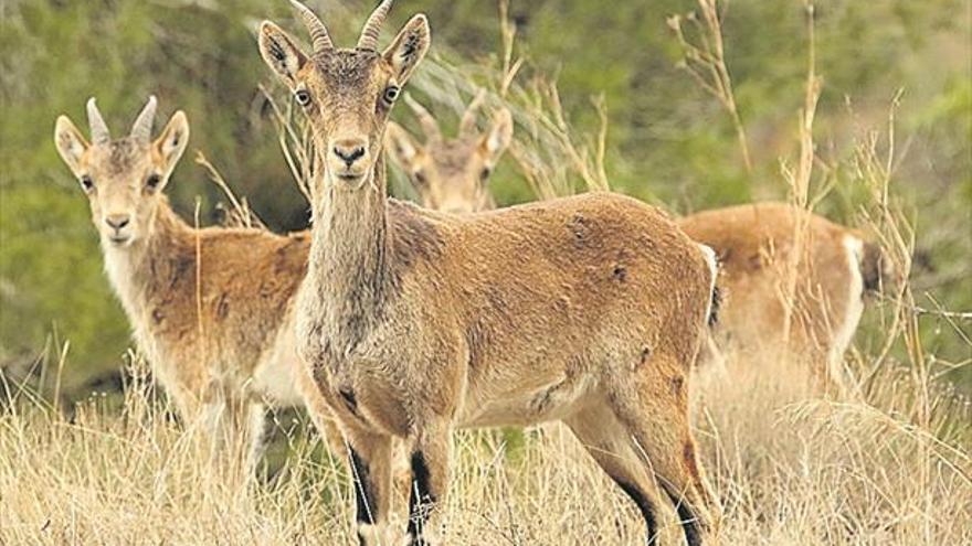 Los veterinarios vinculan el brote de sarna a la superpoblación de cabras