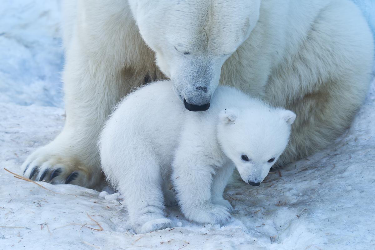 Oso polar