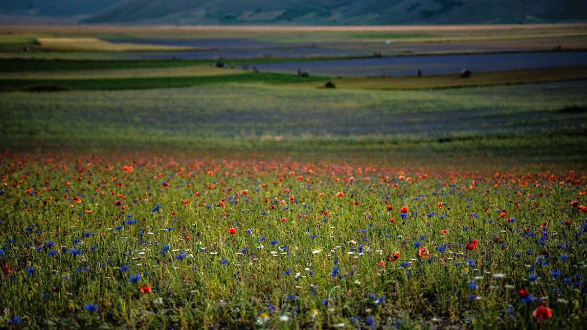 Vista general de los campos que, debido a la fuerte ola de calor, no pueden dar un impresionante paisaje florido considerado único en el mundo.