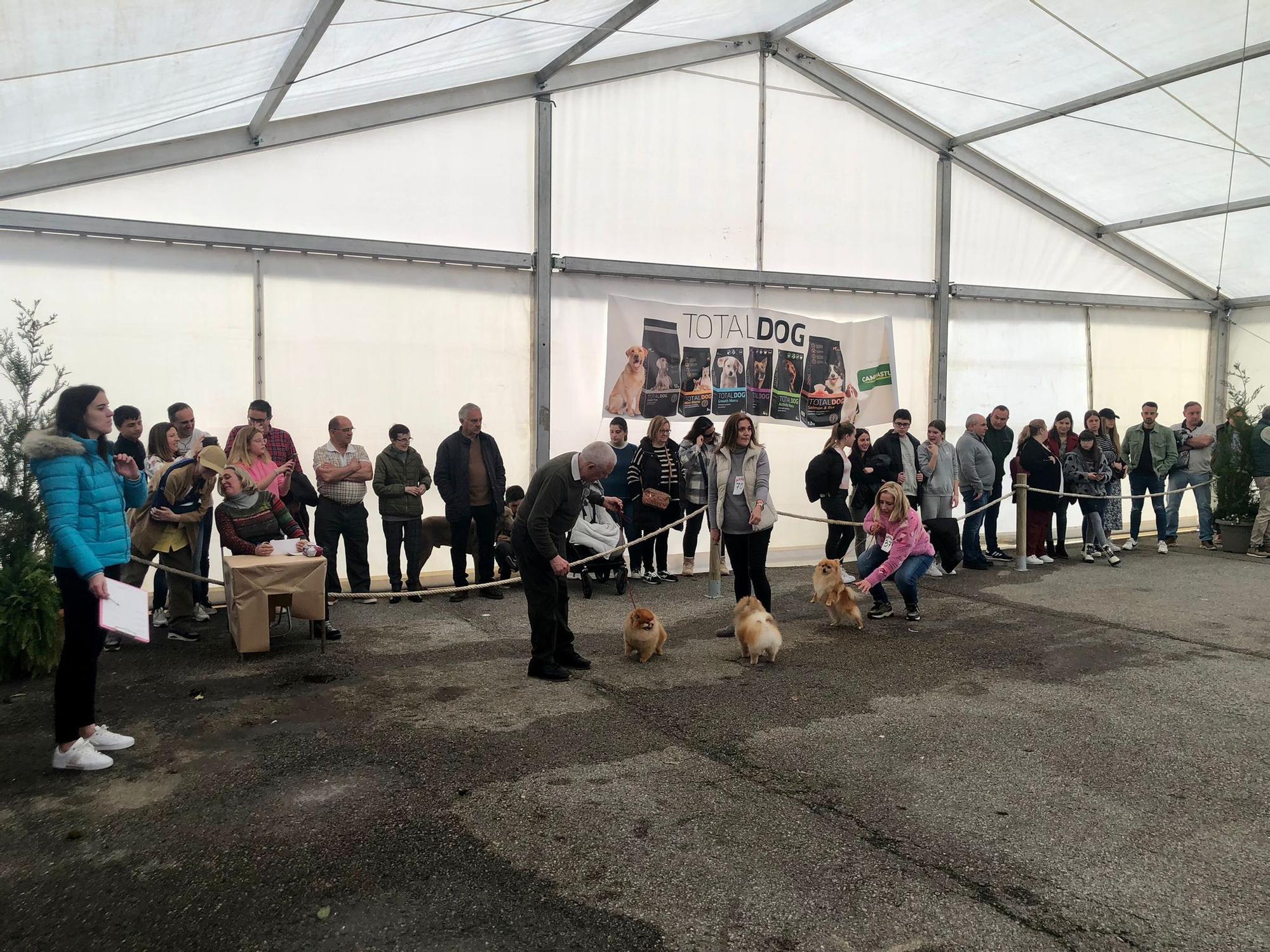 Éxito de público y animales en la 28ª Feria del Perro de Tineo